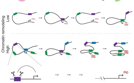 Transient promoter interactions modulate developmental gene activation