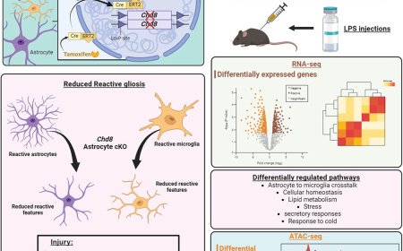 Autism-associated CHD8 controls reactive gliosis and neuroinflammation