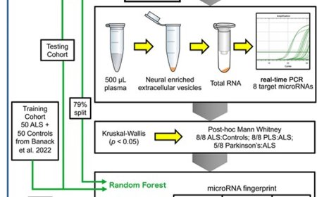 Rapid new blood diagnostic test for ALS