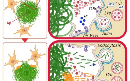 How microglia degrade large Alzheimer’s amyloid-beta plaques?