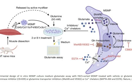 The immune cells act like neurons