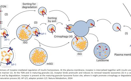 Inceptor regulates insulin homeostasis