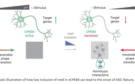 Neuronal microexon mis-splicing promotes CPEB4 aggregation in ASD