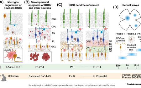 Retinal ganglion cell circuits and glial interactions in humans and mice
