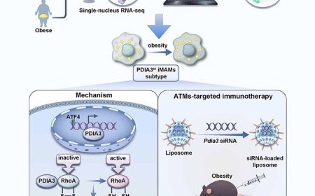 A novel subset of adipose macrophages identified in obesity