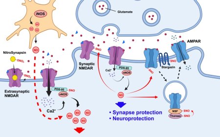 S-nitrosylation in Alzheimer’s and related dementias
