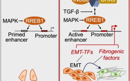 TGF-beta and RAS signaling are both required for lung cancer metastasis