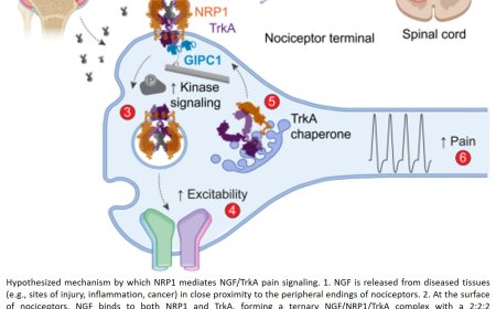 A new receptor for nerve growth factor in pain signaling