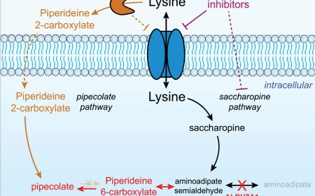 How seizure in children could be prevented from lysine catabolite accumulation