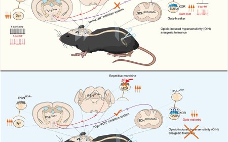 Central control of opioid-induced mechanical hypersensitivity (OIH) and tolerance in mice