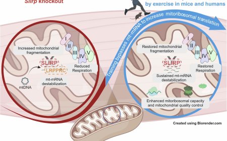 The mitochondrial mRNA-stabilizing protein SLIRP regulates skeletal muscle mitochondrial structure and respiration by exercise-recoverable mechanisms
