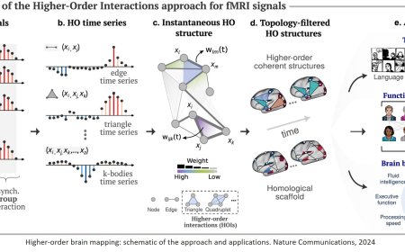 Insights into brain’s higher functions using a new brain mapping technique