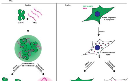 Intermolecular RNA-RNA interactions during RNA condensation