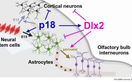 Role of cyclin-dependent kinase inhibitor p18 in mouse cortex lineage transition