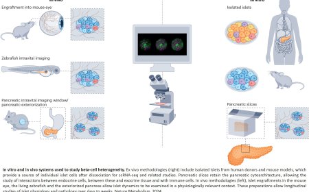 Pancreatic beta-cell subgroups and their connectivity