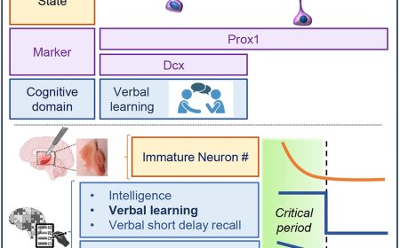 To remember conversations, keep making new brain cells