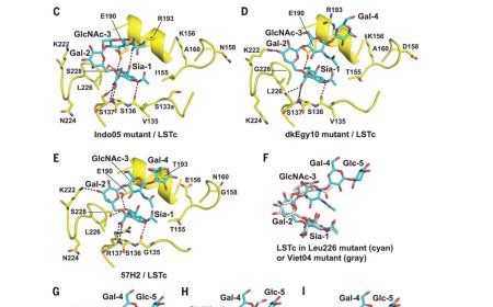 Single mutation switches bovine H5N1 viral binding specificity to human receptors