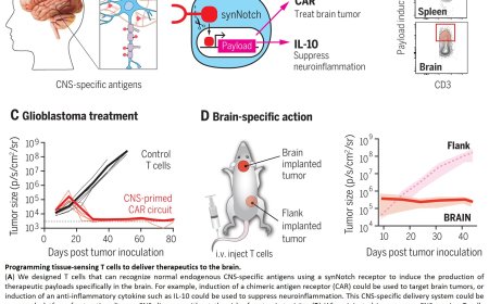 Programming immune cells to attack glioblastoma and treat multiple sclerosis