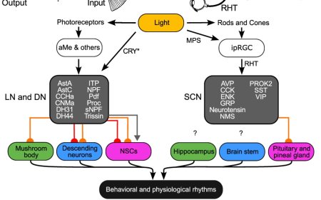 Synaptic connectome of the Drosophila circadian clock