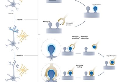 Mechanism of synapse elimination by microglia