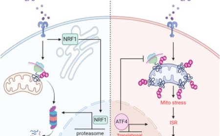 Limiting mitochondrial stress during infection