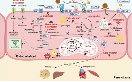 Intracellular endothelial cell metabolism in vascular function and dysfunction