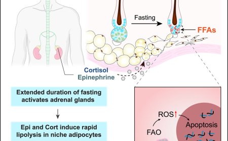 Intermittent fasting inhibits hair regeneration in mice