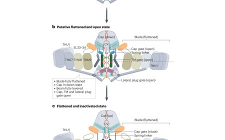 PIEZO channels in mechanotransduction
