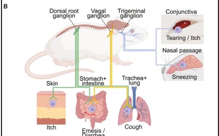 Mast cells as signal converters between tissues and neurons