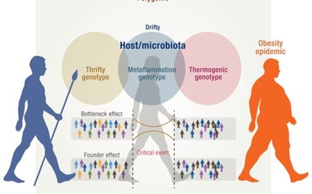 The Microbiota and Evolution of Obesity