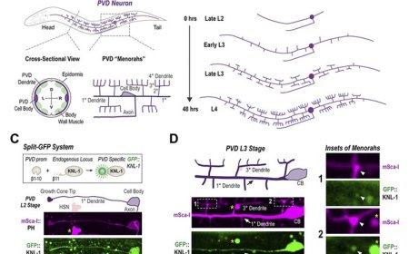 Controlling dendritic branching
