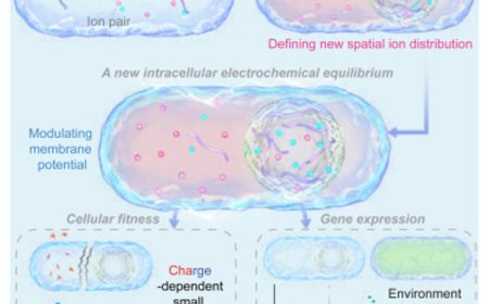 Biomolecular condensates regulate cellular electrochemical equilibria