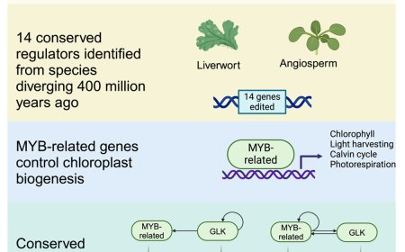 MYB-related transcription factors control chloroplast biogenesis