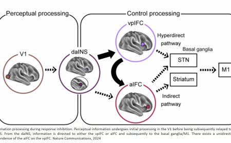 The mechanism behind brain’s inhibition network