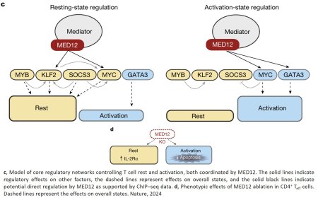 How the immune system switches between rest and action