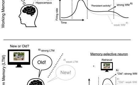 Persistent activity during working memory maintenance predicts long-term memory formation in the human hippocampus