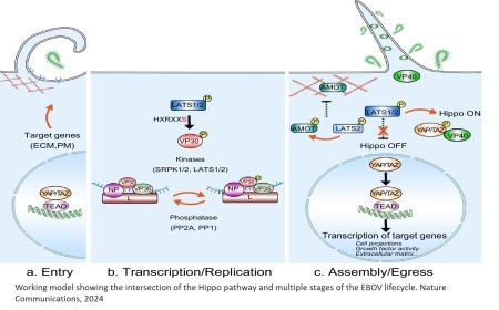 Ebola virus transcription and egress regulation by Hippo signaling pathway