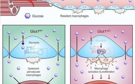Controlling insulin sensitivity in muscle by endothelial cells