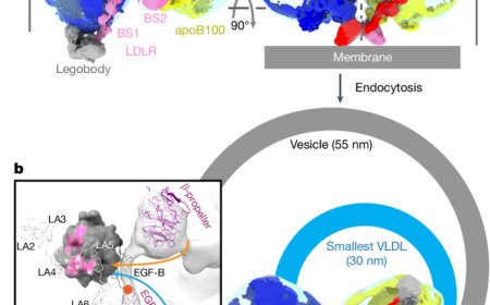 Structure of apolipoprotein B100 bound to the low-density lipoprotein receptor