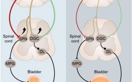 Brain cell type as a master controller of urination identified!