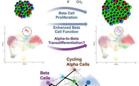 Transdifferentiation of pancreatic islet alpha to beta cells by the diabetic drug