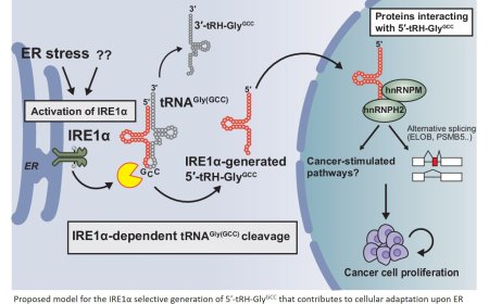 Role of transfer RNA fragments in cancer progression