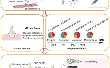 Local protein synthesis at neuromuscular synapses is required for motor functions