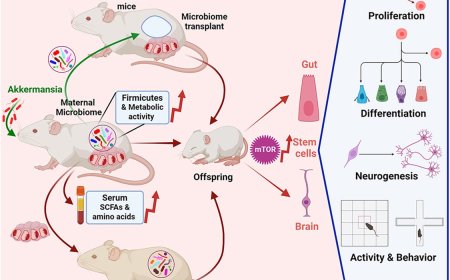 Maternal gut microbiota influence stem cell function in offspring