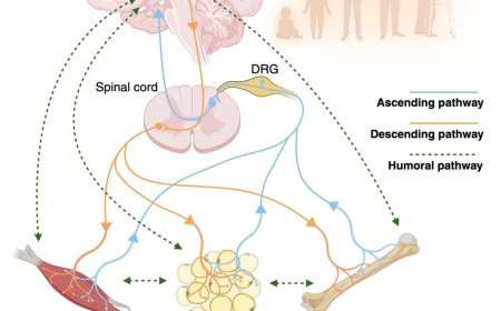 Inter-organ communication in metabolism and aging
