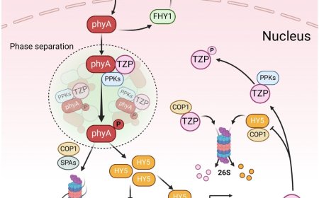 Light signaling by TZP in plants