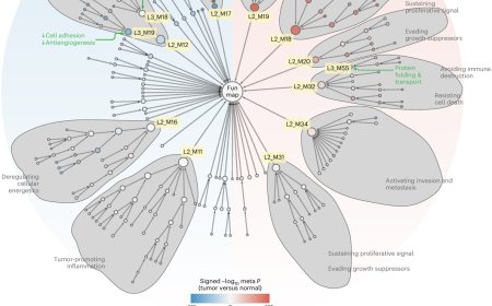 FunMap reveals a functional network of genes and proteins in human cancer