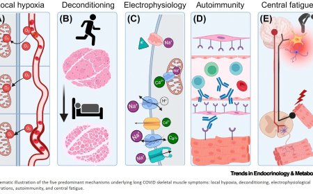 Long COVID and skeletal muscle dysfunction