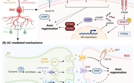 Emerging therapeutic strategies for optic nerve regeneration