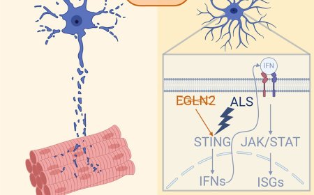 Protecting motor neurons against neuroinflammation